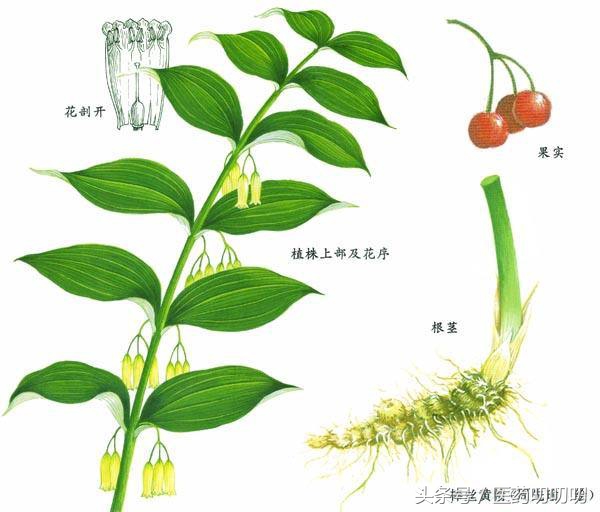 脾胃虚弱可以吃黄精,黄精治疗肺虚咳嗽