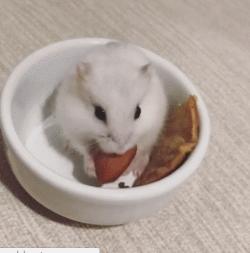 又可爱又会飞又很萌的小仓鼠,小仓鼠可爱的时候有多可爱