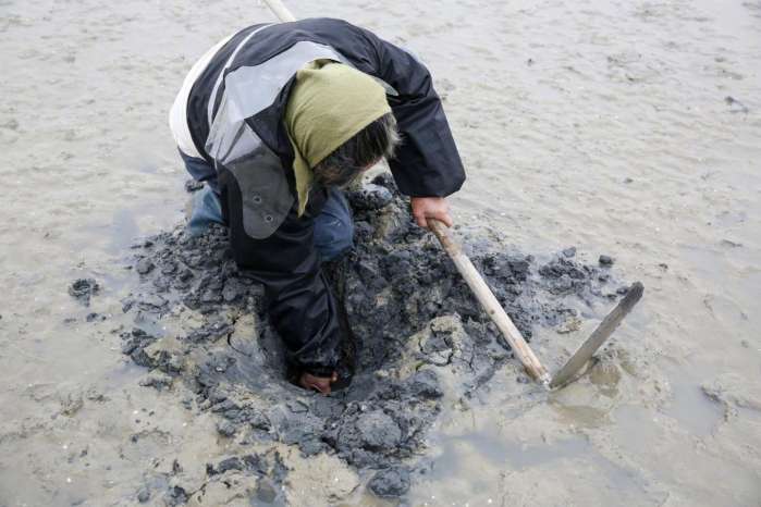 清早大叔在海边挖虫子，洗干净在餐桌上就是大补的美味