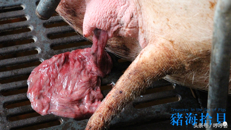 母猪产完仔后一般多久出胎衣,母猪先产胎衣正常吗