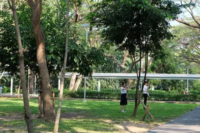 泰国山竹季节,泰国季节分为几季