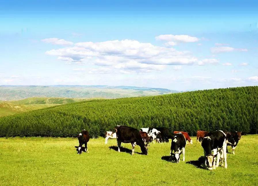 中鼎牧业大庆牧场,中鼎牧业上市