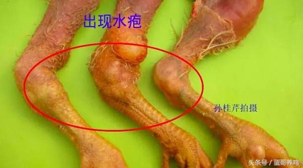 鸡得了滑液囊还能继续养吗,鸡得了滑囊炎还能治好吗