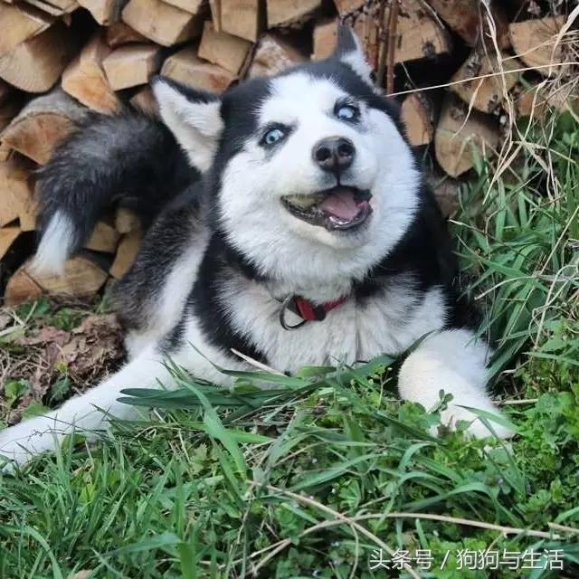 哈士奇西伯利亚俄罗斯,哈士奇西伯利亚雪橇犬