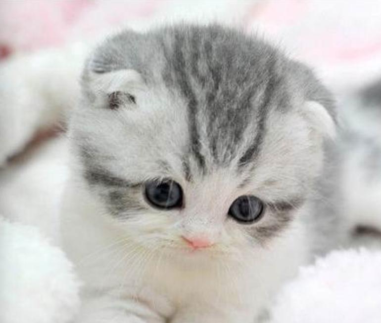 最受欢迎的十大英短猫,全世界最受欢迎的猫品种排名