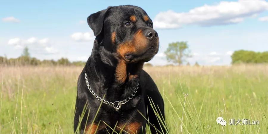 罗威纳工作犬都能做什么,工作型罗威纳犬