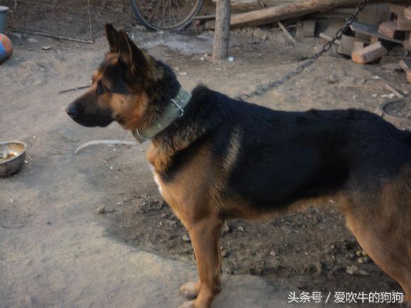 杂交德牧怎么是黑的,杂交德牧