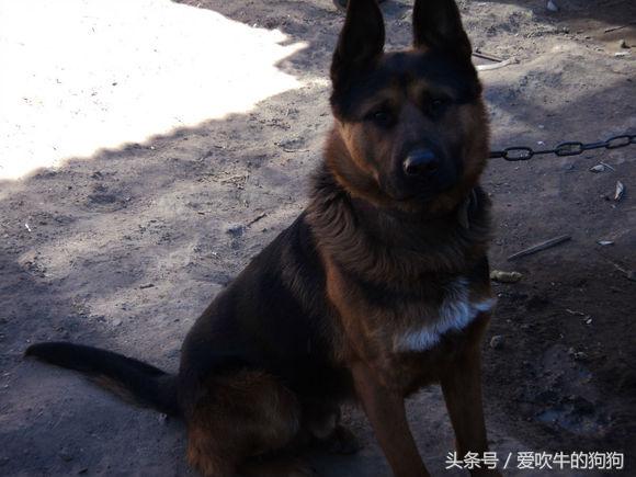 杂交德牧怎么是黑的,杂交德牧