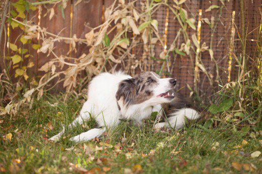 汪星人为什么不能摸我们的爪子,汪星人哪些奇葩的迷惑行为