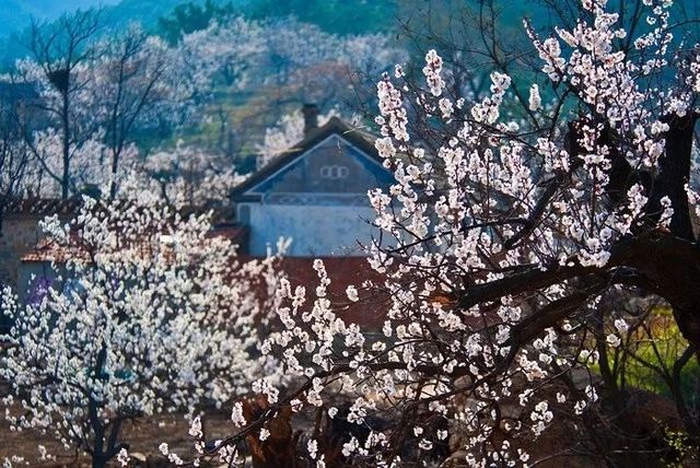 春花烂漫美景开怀,春花烂漫惹人醉满城尽带百花香