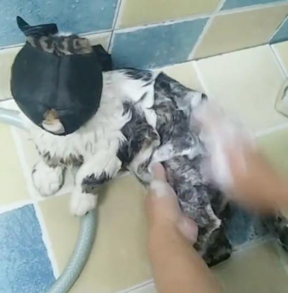 给猫咪洗澡必备的工具,给猫咪洗澡懒人神器