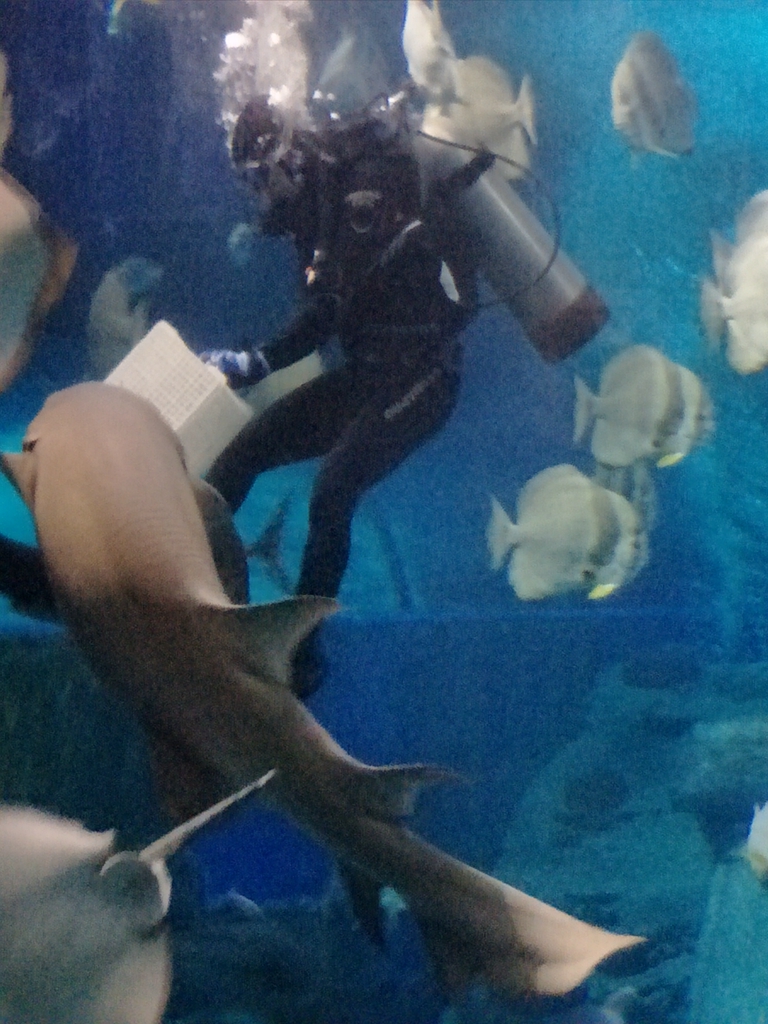 北京南到太平洋海底世界,走进太平洋海底世界视频