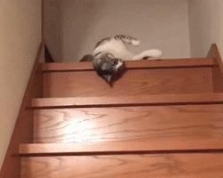 喵星人可是一个很神奇的物种,喵星人真的是一种神奇的物种