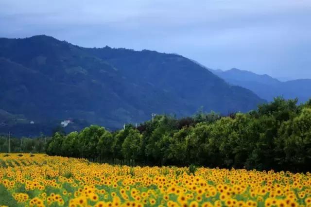 揭秘丨西安为什么在抖音上那么火？大半个朋友圈都被刷屏！