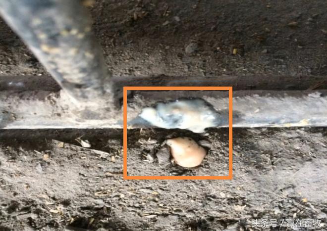 母猪子宫炎是什么意思,母猪子宫炎反复不好还高热