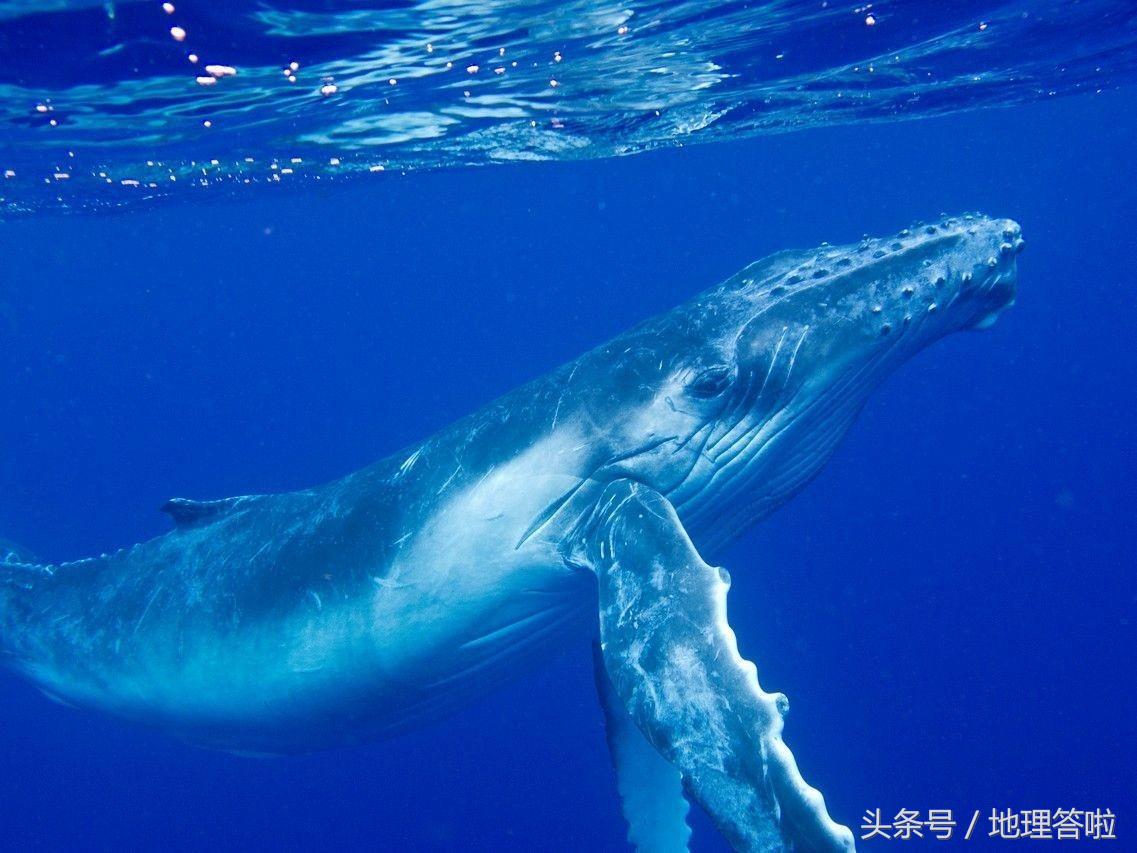 太平洋大西洋北冰洋印度洋哪个大,地理问题以及答案