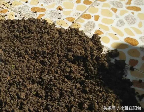 怎么给花土消毒除虫,种花前如何对花土消毒