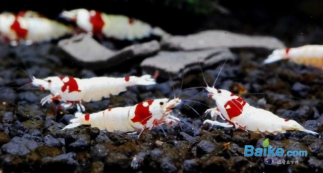 水晶虾注意事项,水晶虾的100个常识