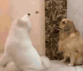 萨摩卖萌,萨摩撒娇卖萌连主人也招架不住