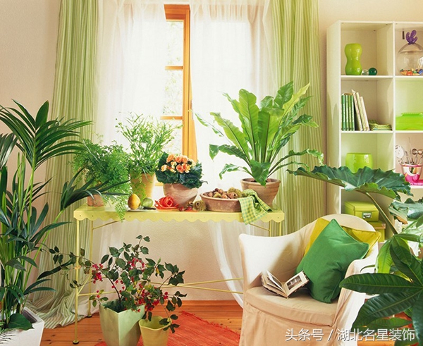 房子装修完用什么绿植除甲醛最好,新房子装修好买什么绿植除甲醛