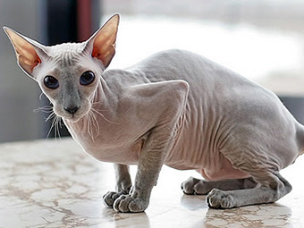 招财猫是哪种猫咪,这才是真正的招财猫