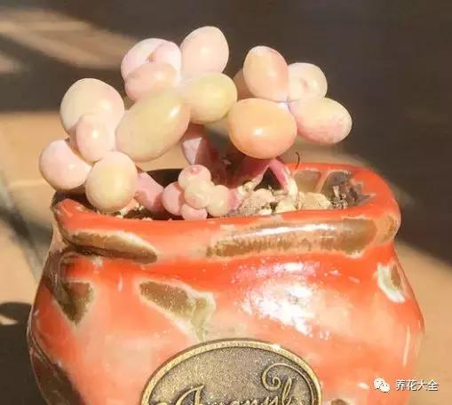 多肉除虫最佳时间,多肉怎么不用药杀虫