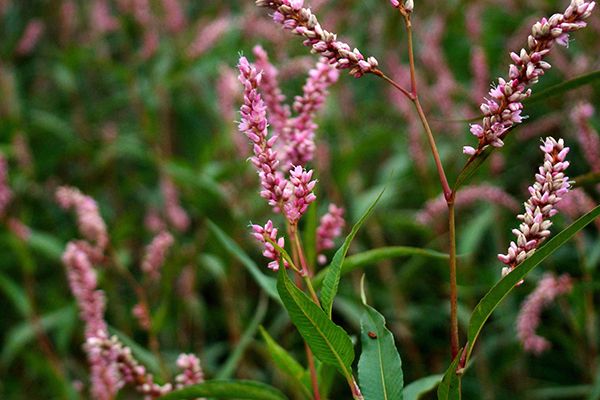 农村常见100种野花图片及名称,农村常见的50种野花名字