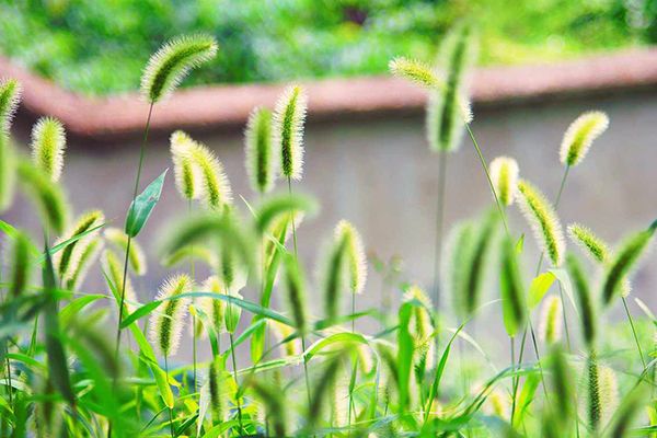 农村常见100种野花图片及名称,农村常见的50种野花名字