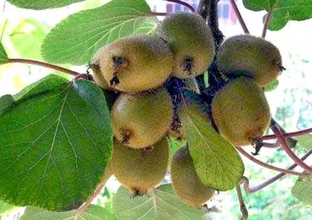 房山什么特产好吃又实惠,正宗房山特产在哪里