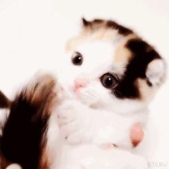 朋友来我家买哈士奇看看纯不纯,低价买了只哈士奇回家后续