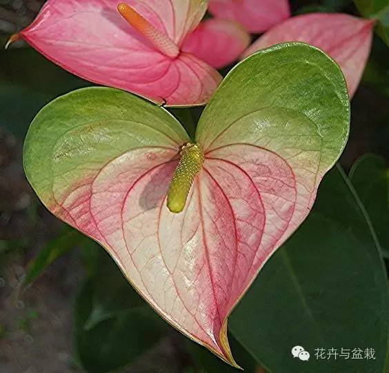 被爱情女神眷顾的植物们,用心感受!