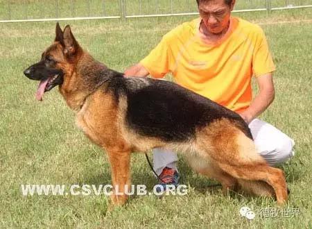 原创丽峰犬舍-VA11小杜的母亲在这里出生