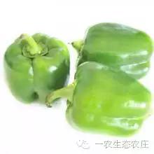 一农生态农庄“有机圆青椒”即将上架供应