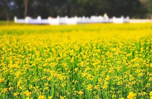 沈阳长白岛油菜花好去处,沈阳北陵区油菜花海