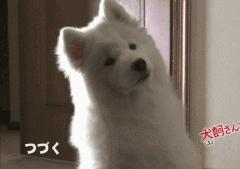 狗狗歪头杀萌态,盘点狗狗的歪头杀