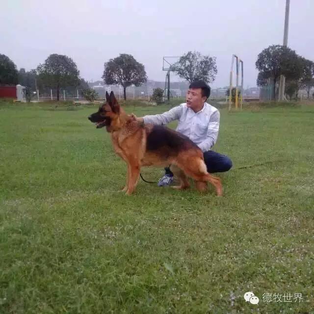 原创丽峰犬舍-VA11小杜的母亲在这里出生