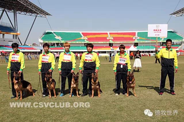 原创丽峰犬舍-VA11小杜的母亲在这里出生