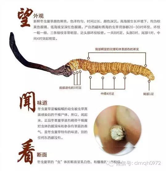 中央电视台走进青海,中央广播电视总台青海藏药