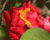 蜜蜂采得百花蜜为谁辛苦为谁甜,古诗中蜜蜂被称为什么