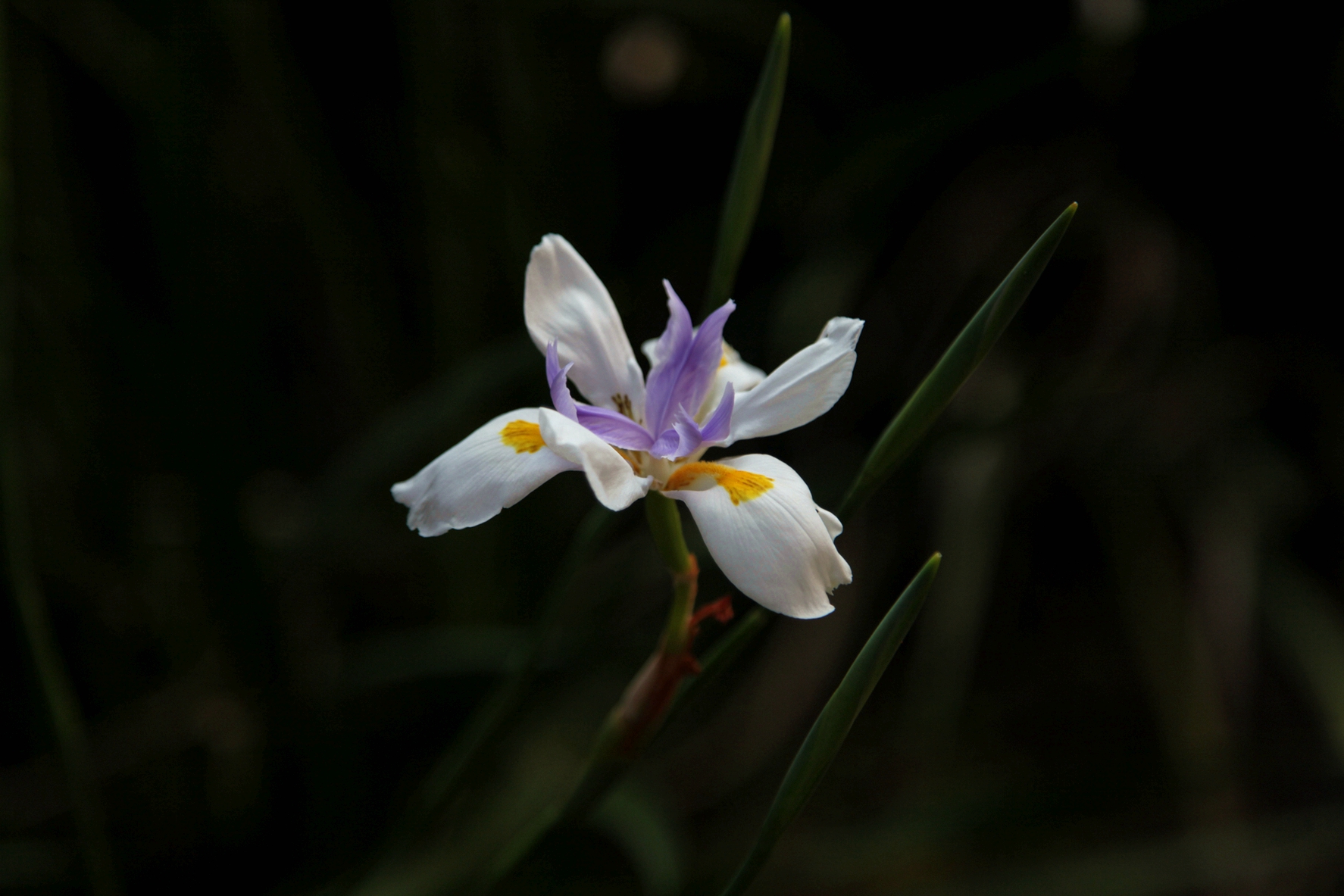 兰花玉肌翠骨、纯朴雅丽。