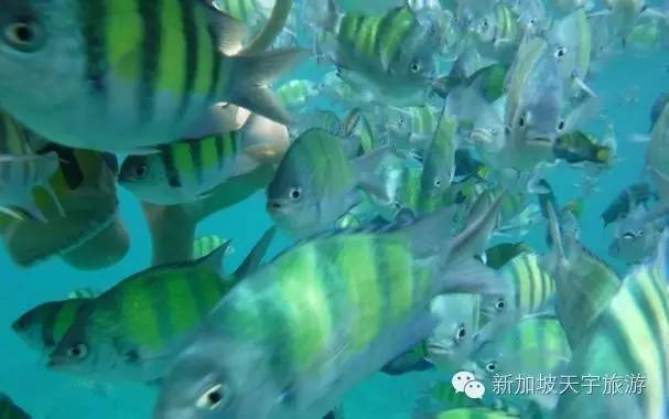 泰国的马尔代夫丽贝岛,泰国马尔代夫的海岛