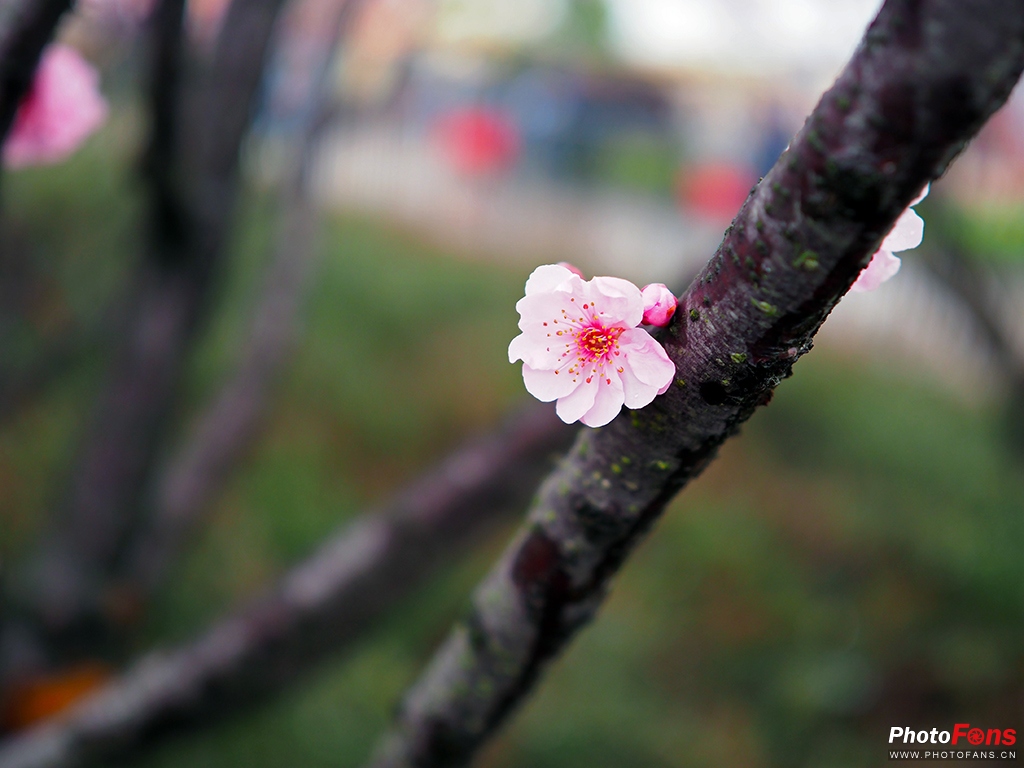 奥林巴斯17mmf1.8能自动对焦吗,奥林巴斯17mmf1.2pro对比老蛙18mm