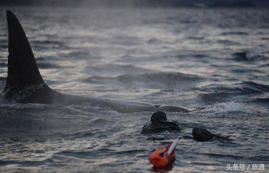 特罗姆瑟虎鲸图片,特罗姆瑟北极游