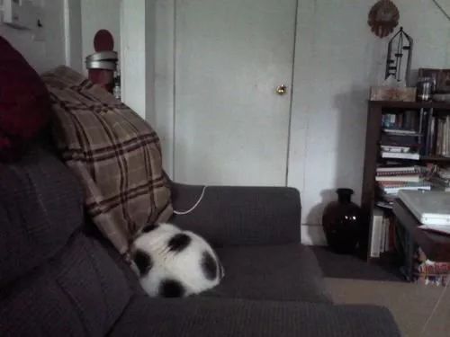 见过长得像足球的黑白猫吗?我狭隘的世界观又崩了……