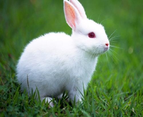 兔肉的养殖成本多少,农村养兔及加工兔肉创业