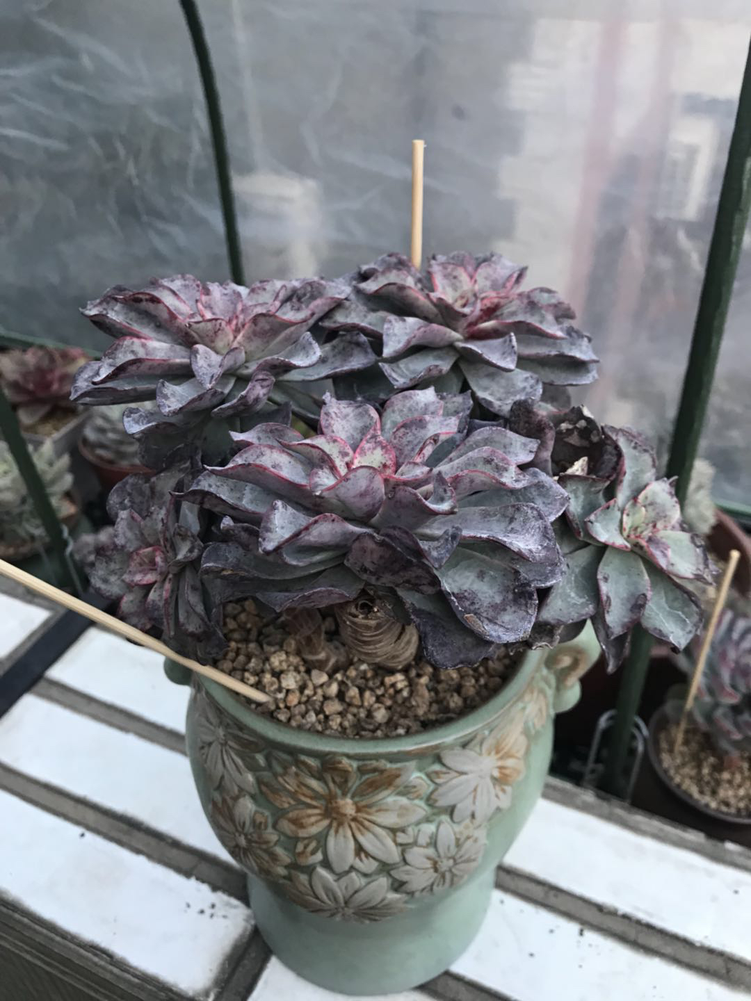 什么样的多肉老桩才值钱？怎样买老桩才不被坑