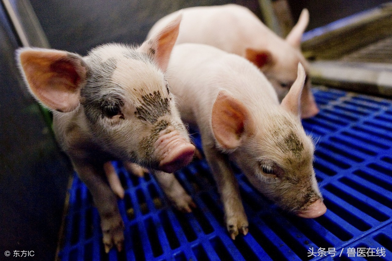 猪流行性腹泻的最佳治疗方法,猪流行性腹泻病毒存活多长时间