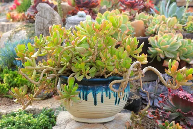 什么样的多肉老桩才值钱？怎样买老桩才不被坑