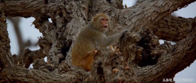 小萝莉的猴神大叔讲述了什么,小萝莉的猴神大叔片段解读