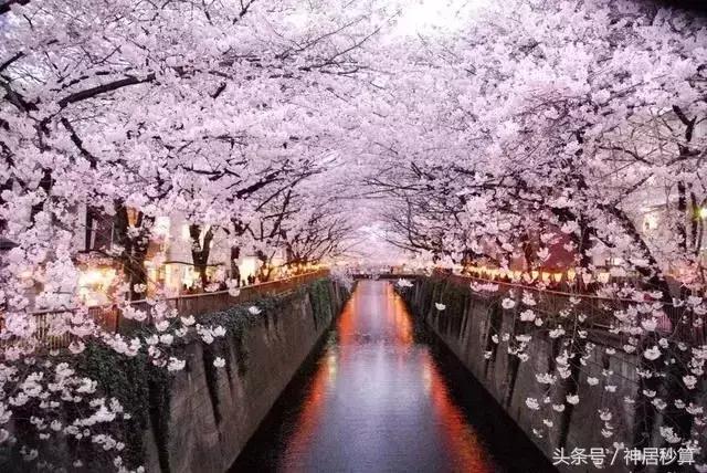 3月东京樱花,东京买房最新信息